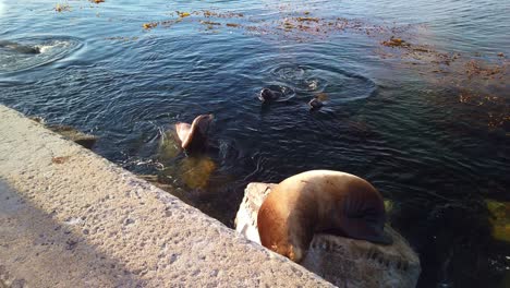 Tiro-De-Cardán-De-Primer-Plano-De-Leones-Marinos-Ladrando-En-La-Roca-Y-Jugando-En-El-Agua-En-Monterey,-California