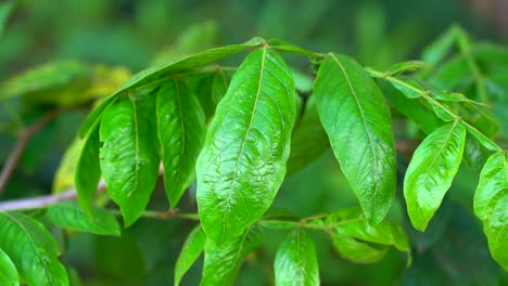 Close-up-of-wet-leafs