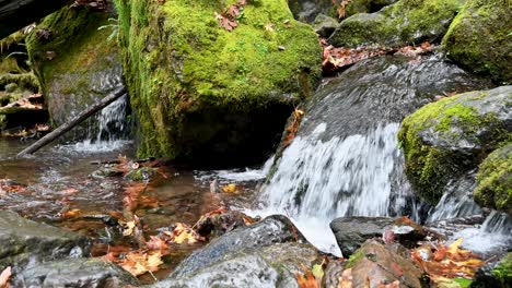 waterfall flows in the distance behind moss-covered logs and ferns in a lush pacific northwest forest scene