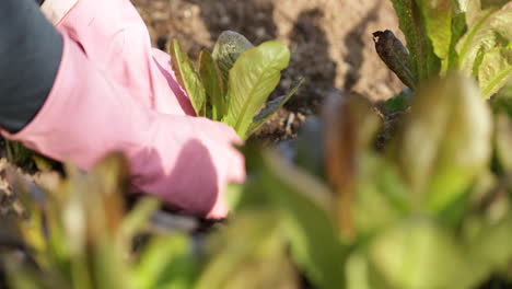 Farmer-Plants-A-Young-Lettuce-Plant-On-A-Garden-During-Summer-Day