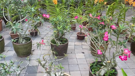 Schöne-Adenium-Obesum,-Gebräuchlicher-Name-Wüstenrose,-Wird-Ordentlich-Auf-Den-Töpfen-Angezeigt