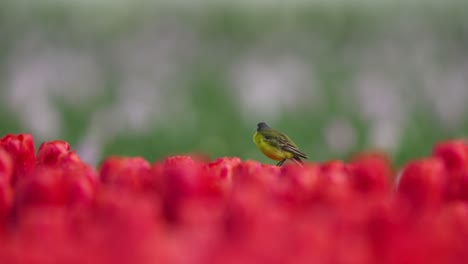 yellow wagtail sits perched on top of vibrant red tulip blossom, telephoto compression