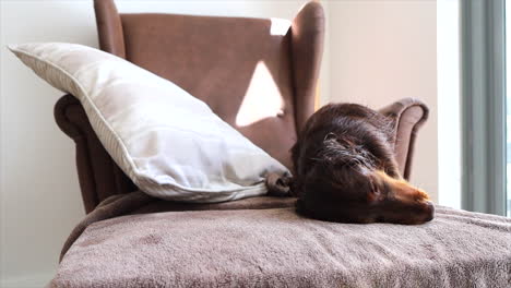 perro salchicha marrón mojado frotándose y secándose en una toalla en un sillón en casa