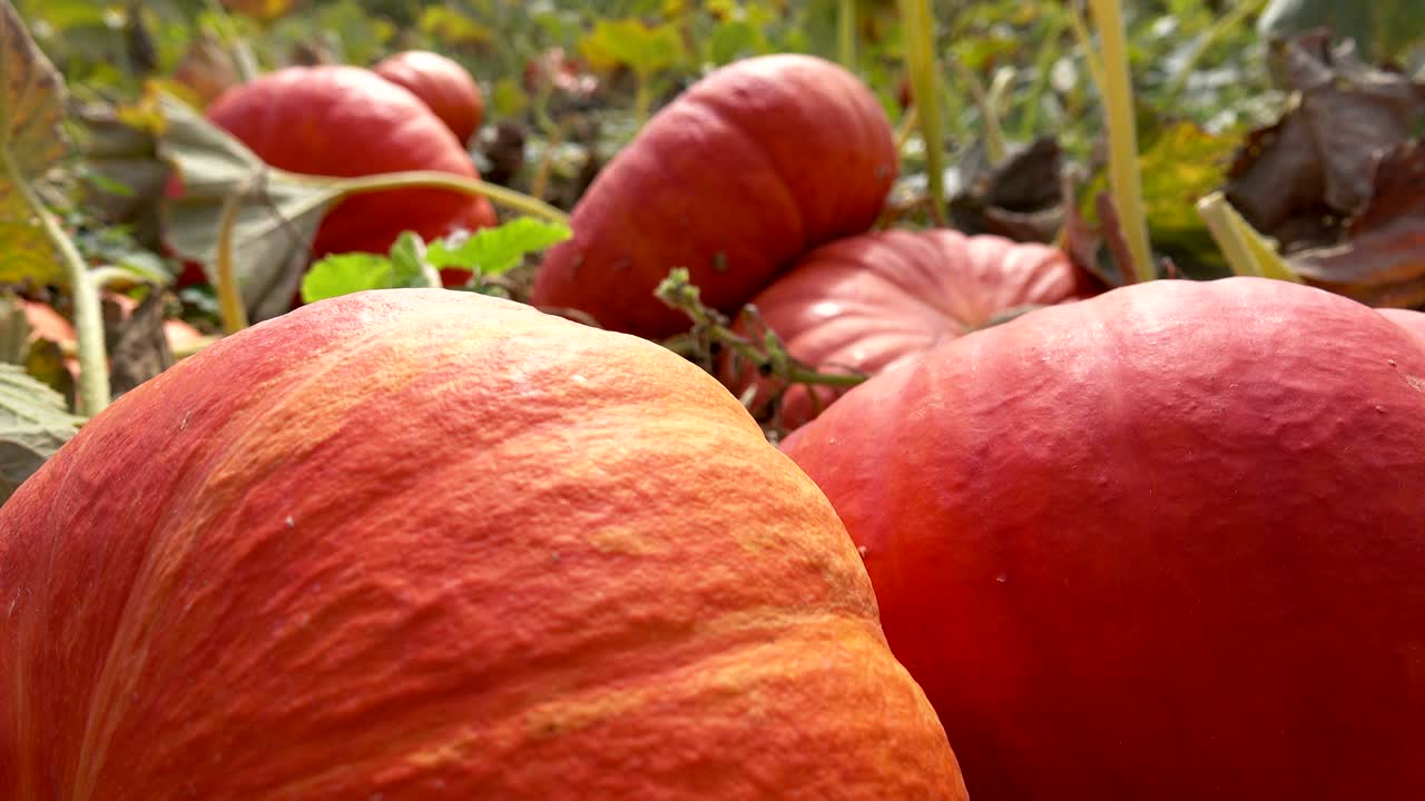 panorama de primer plano de calabazas naranjas grandes maduras que crecen en el campo