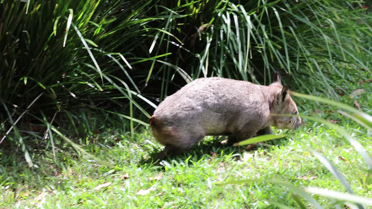 A wombat moves through grass, exploring and foraging