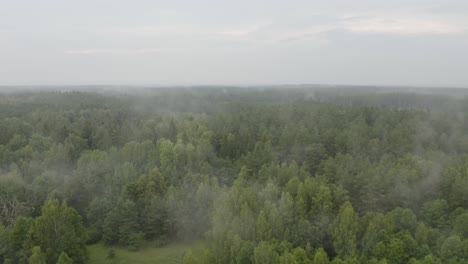 Vuelo-De-Drones-A-Través-De-La-Niebla-Y-El-Bosque