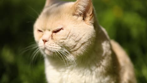 cat british on green grass in slow motion