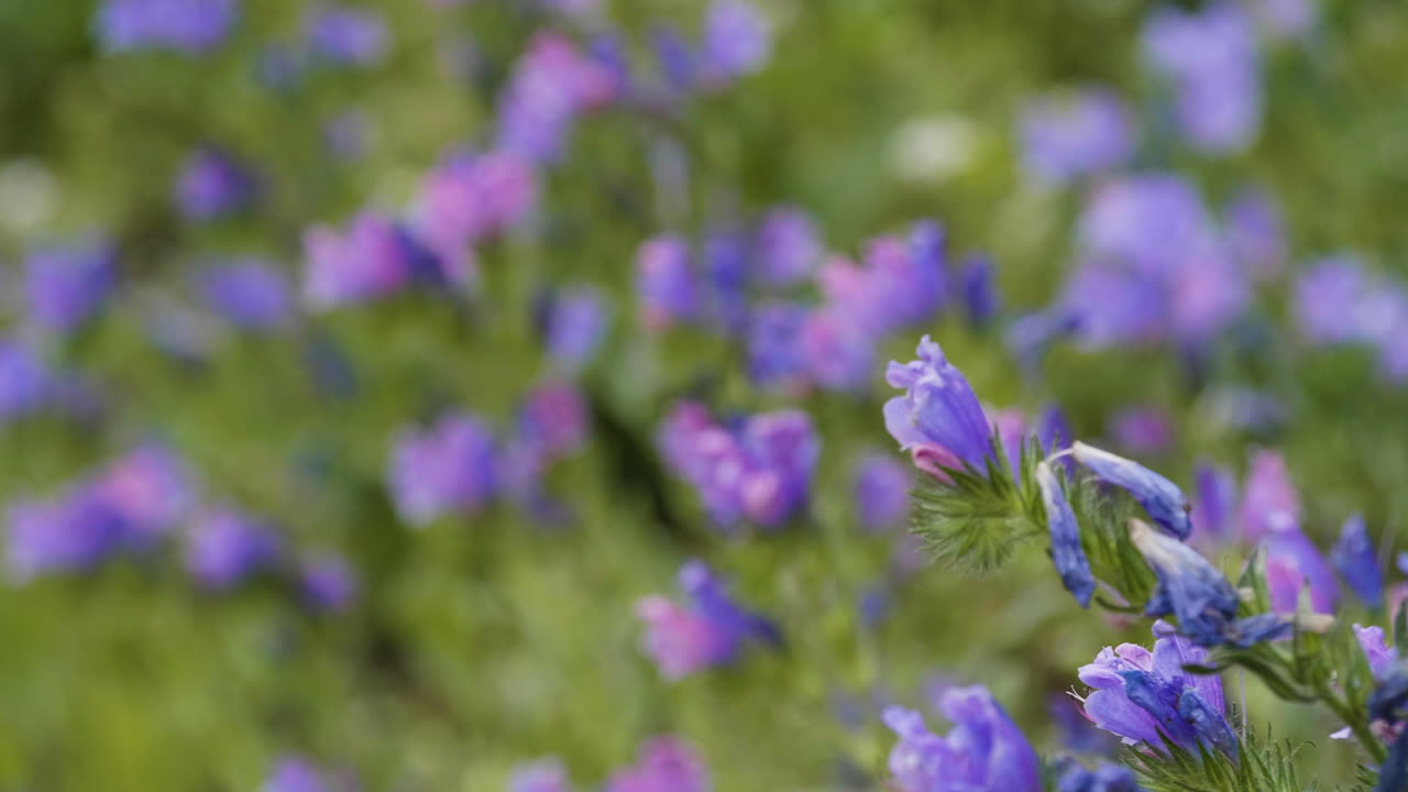 echium vulgare o flor de blueweed, enfoque en el estante con bokeh, de cerca