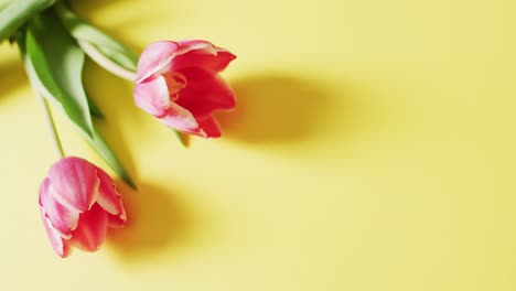 Video-of-two-pink-tulip-flowers-on-a-yellow-surface