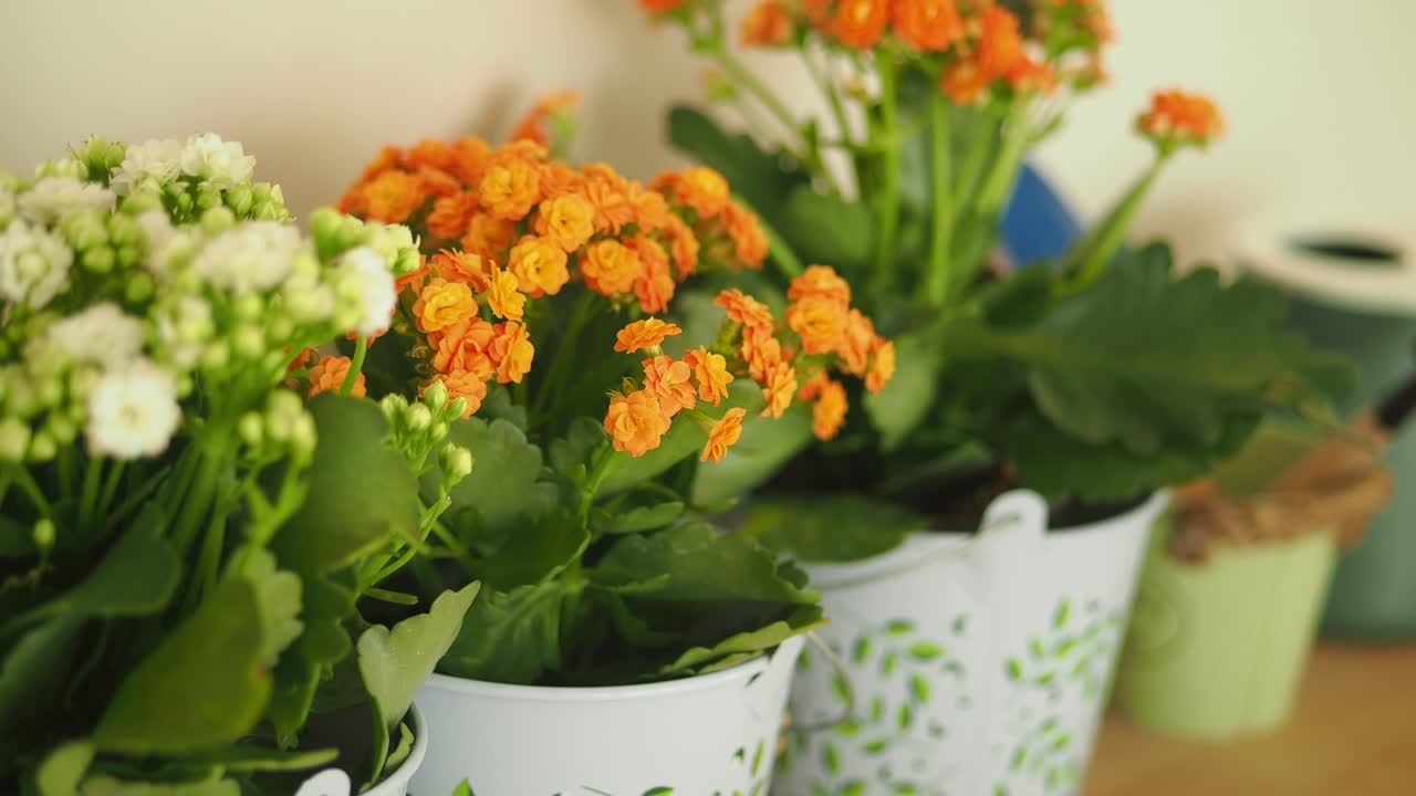 Colorful Houseplants in Pots