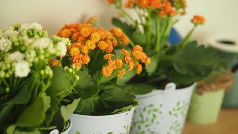 colorful houseplants in pots