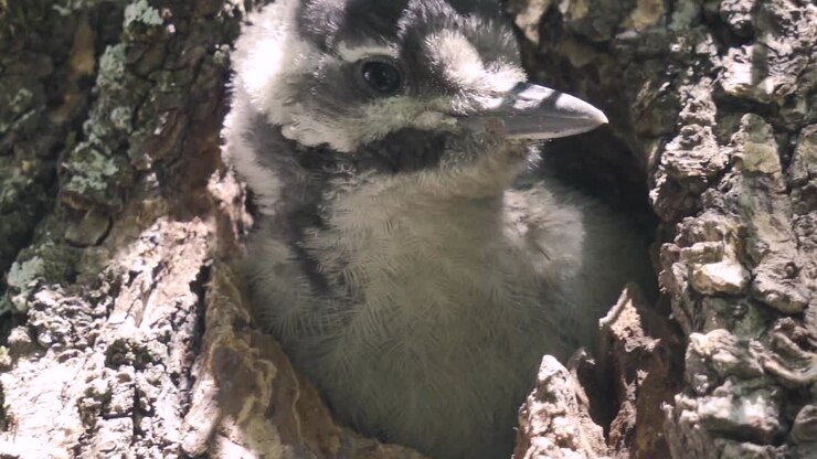 macro of Baby spotted woodpecker bird nestling tweeting while perched at entrance of nest, Gran Canaria, Canary Islands, sunny day