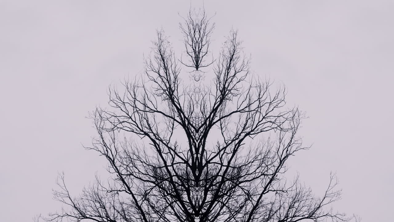 Silhouette of a Bare Tree Against a Cloudy Sky