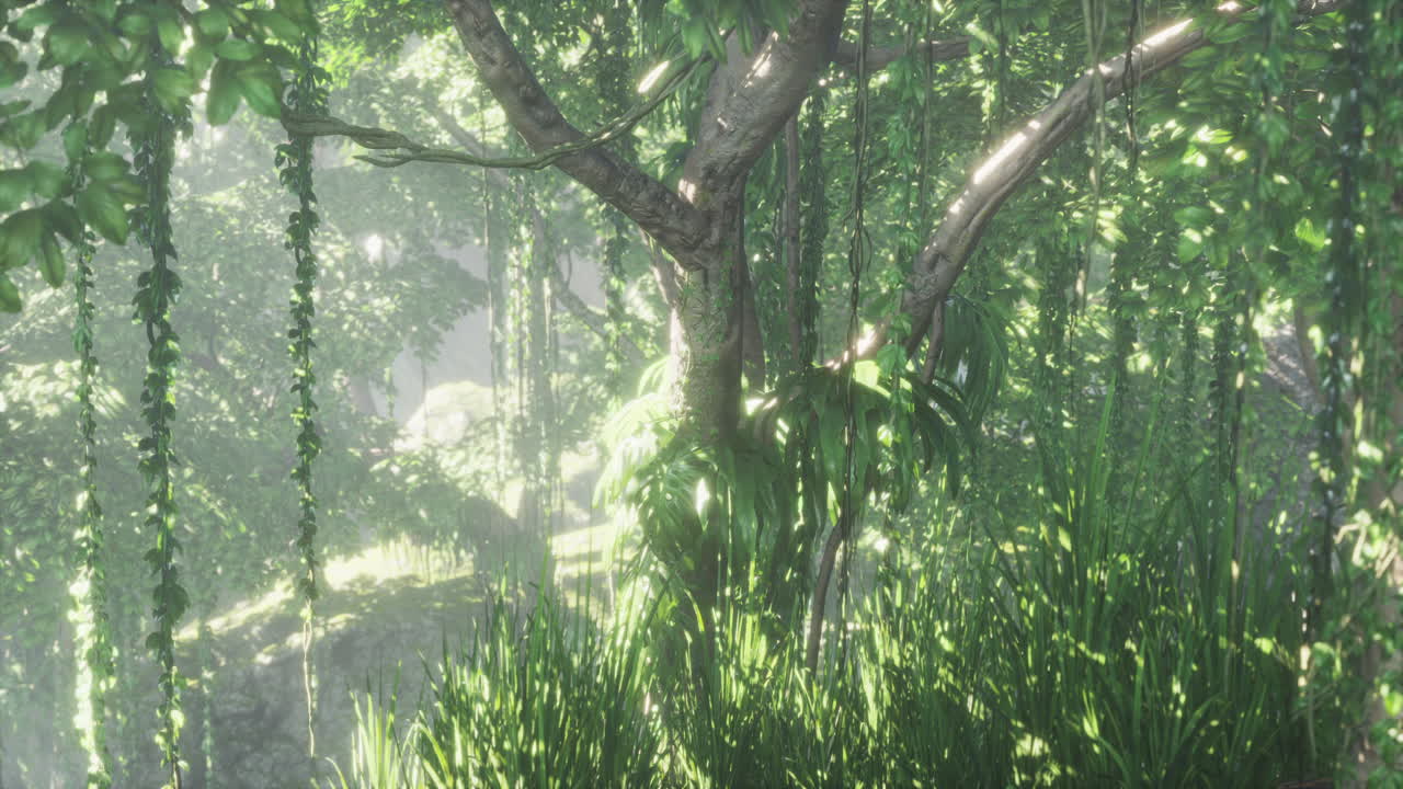 중앙아메리카의 열대우림