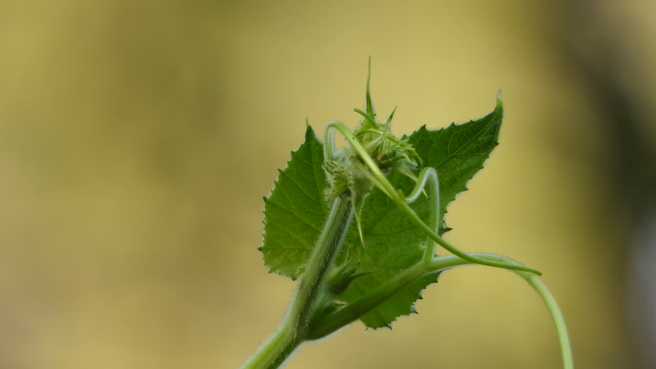 hermosa hoja verde - hoja