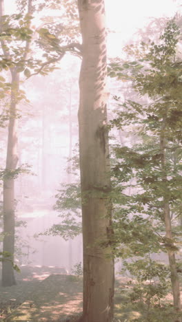 misty forest path