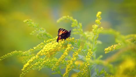 la mariposa pequeña de concha de tortuga (aglais urticae, nymphalis urticae) es una colorida mariposa eurasiática de la familia nymphalidae. es una mariposa de tamaño mediano que es principalmente de color naranja rojizo.