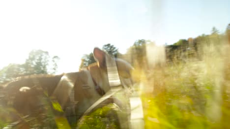 chihuahua running through grass blades, dog running pov view