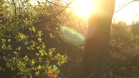 sunset in the forest