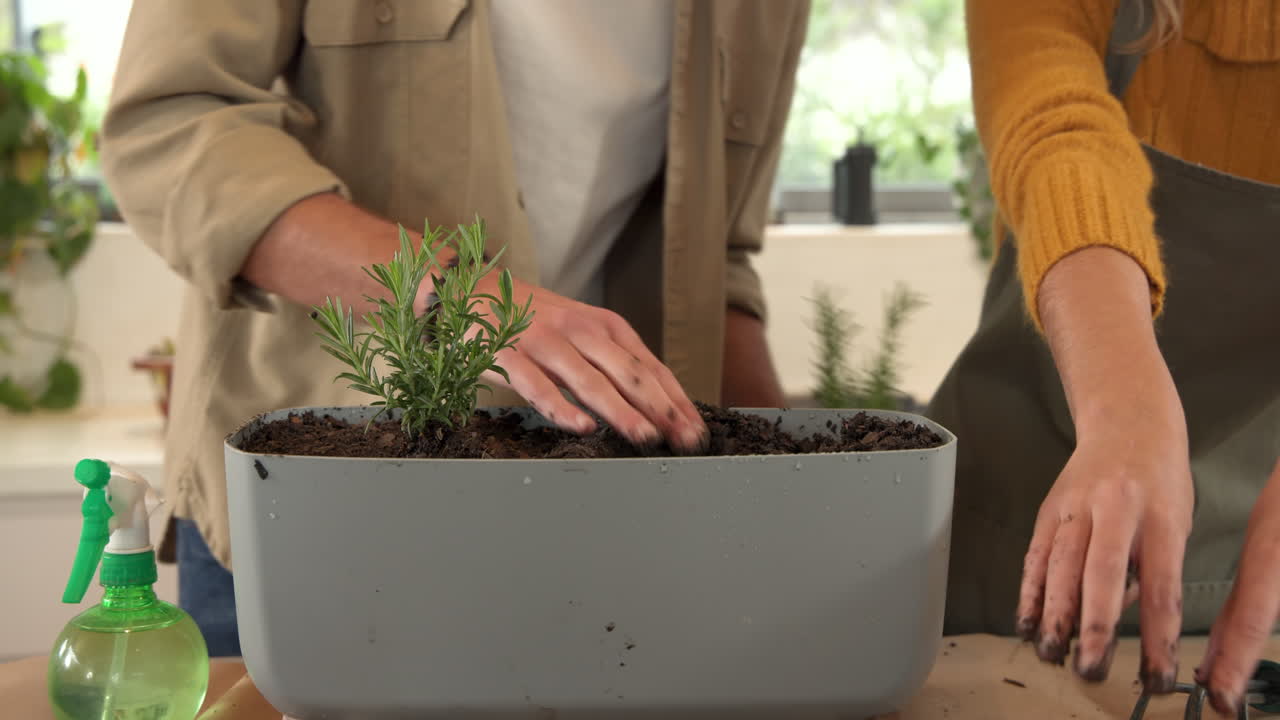 Couple planting rosemary together in kitchen, enjoying indoor gardening activity