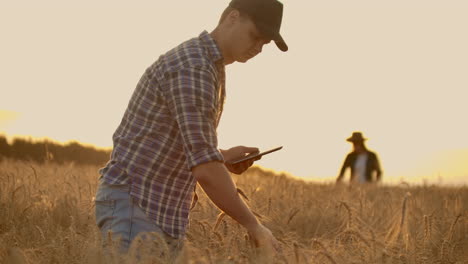 two farmers a man and a woman in a wheat field with a tablet computer work and analyze the success of the crop touching the sprouts with his hands. harvest planning