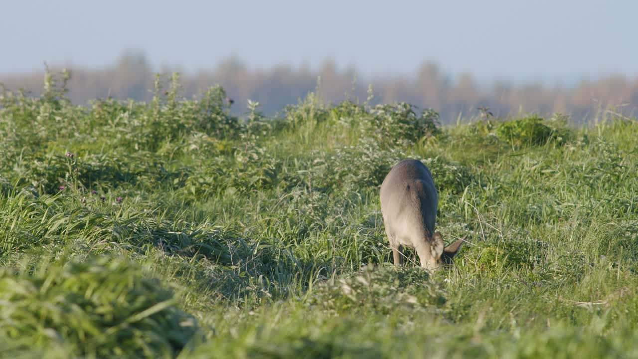 corzo salvaje común primer plano perfecto en pradera pasto otoño hora dorada luz