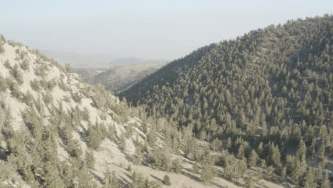 vuelo sobre el antiguo bosque de pinos bristlecone en las montañas cerca de big pine california