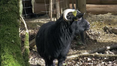 black goat close up