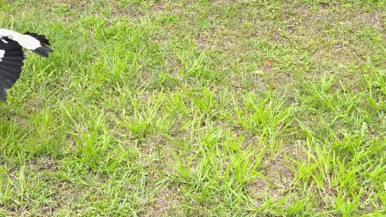 Australian magpie searches grass for food, then takes flight. Daylight, static camera, natural setting