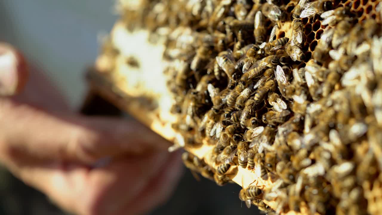 Working bees on honeycomb. Frames of a bee hive. Apiculture