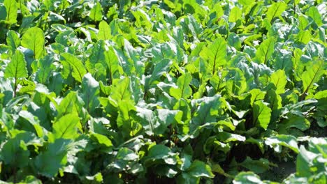 red beetroots, organic beets with leaves on soil background