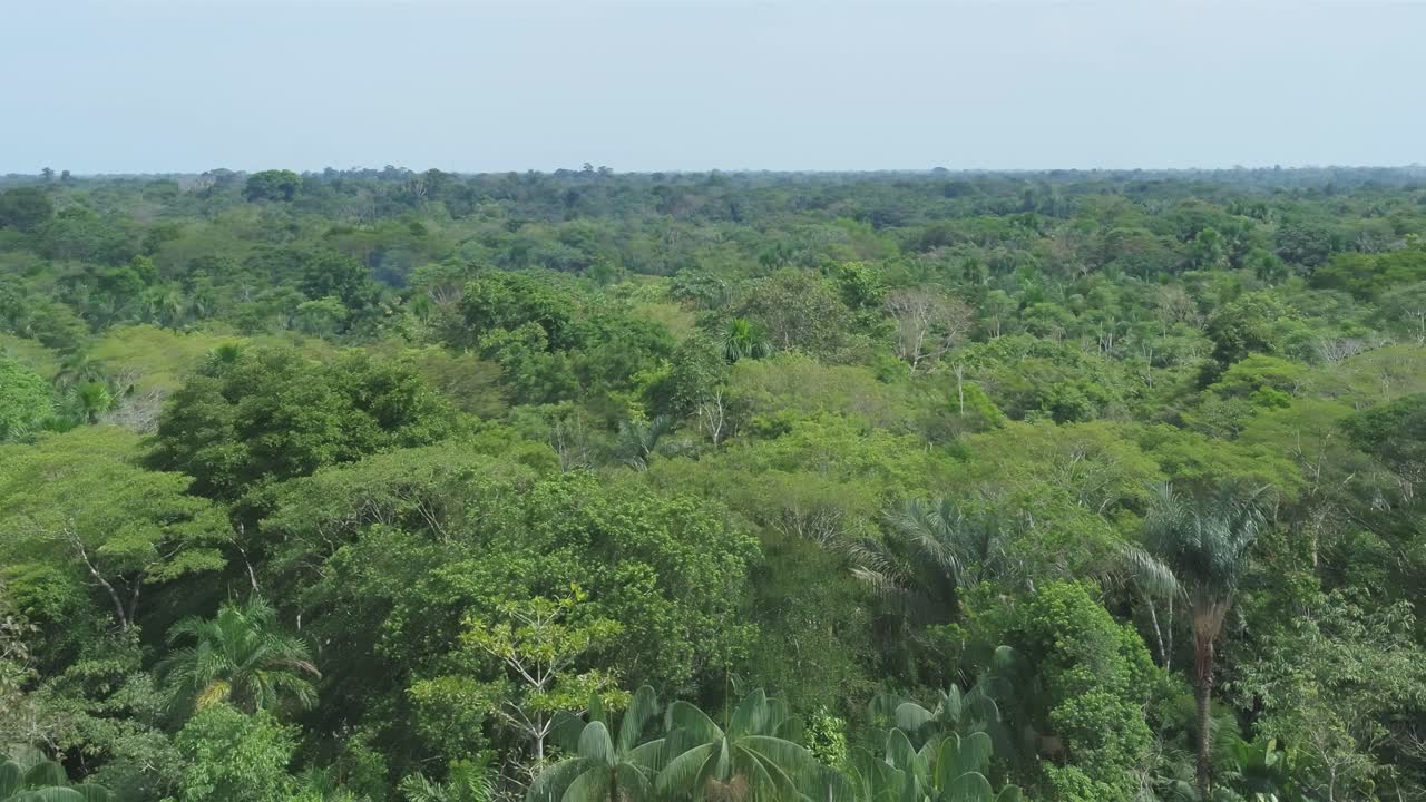 Drone shot over the Amazon jungle on a sunny day