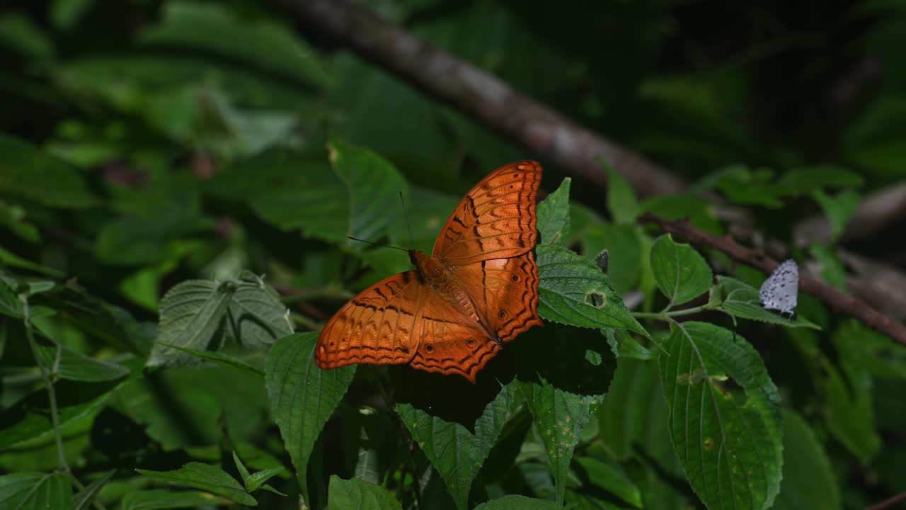 태국 순양함, vindula erota, kaeng krachan 국립 공원, 유네스코 세계 문화 유산, 태국