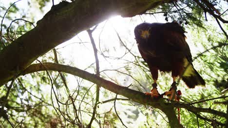 águila halcón posada en una rama de árbol