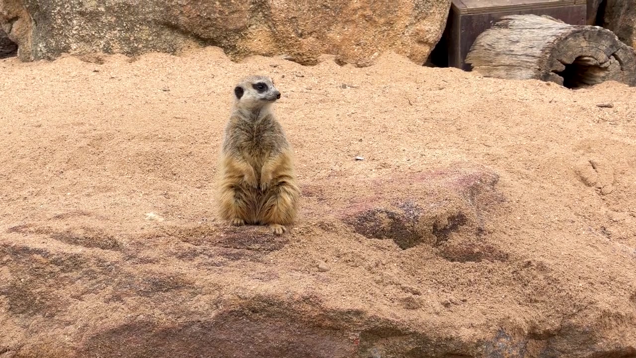 Um suricate fica em pé em uma rocha, observando os arredores em Dubbo, Austrália.