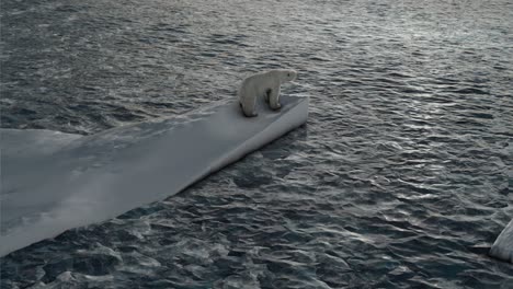 polar bear on melting ice floe