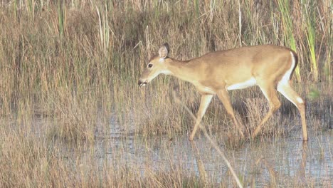 majestuoso venado de cola blanca caminando a lo largo del agua y cañas de aserrín en cámara lenta