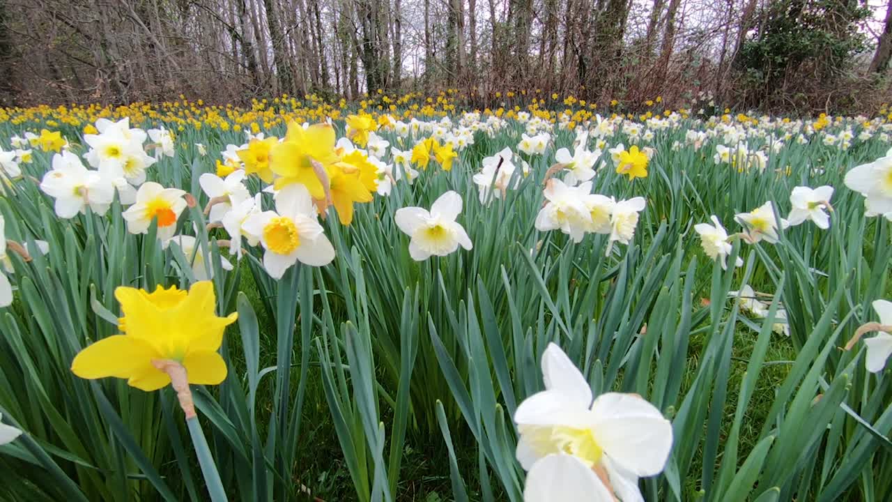Uitgestrekt uitzicht op een veld narcissen