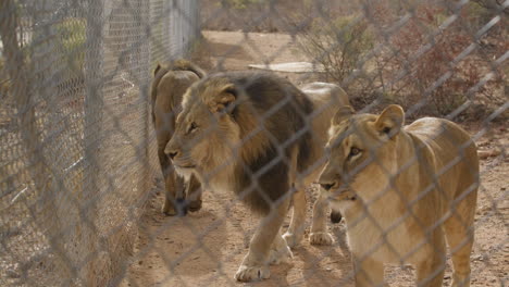 Grupo-De-Leones-En-Cautiverio-En-Un-Zoológico