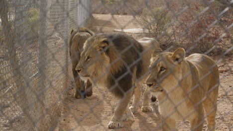 group of lions in captivity at a zoo