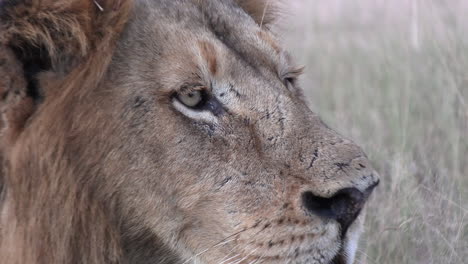 telephoto closeup of male lion breathing as flies crawl on face, tall grass waves in wind