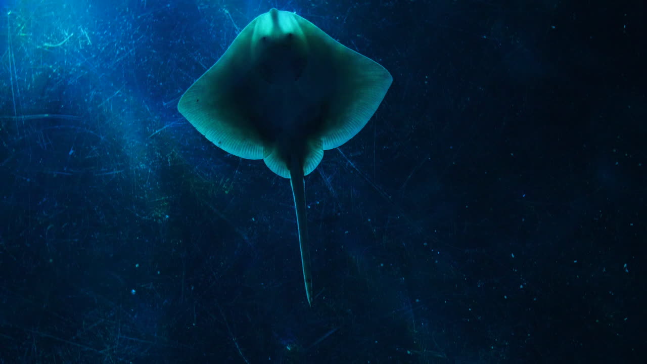 vista global de debajo de un rayo a través del vidrio de un acuario