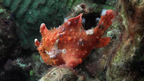 orange warty frogfish full body view on coral reef