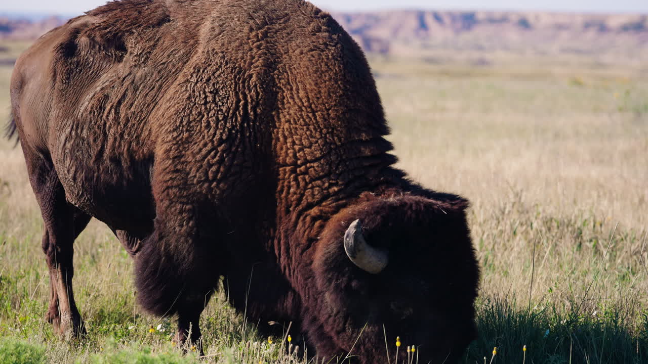 Bisonte maschio solitario al pascolo nella natura selvaggia ed erbosa delle Badlands.
