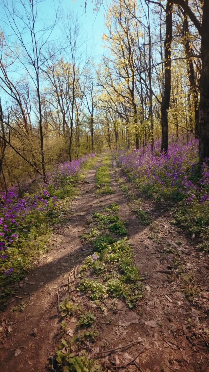 A calm, slow motion vertical POV of walking through a beautiful spring forest. Dirt trail lined with vibrant purple flowers under a sunny canopy. Conceptual b-roll of mindfulness in nature. 4k