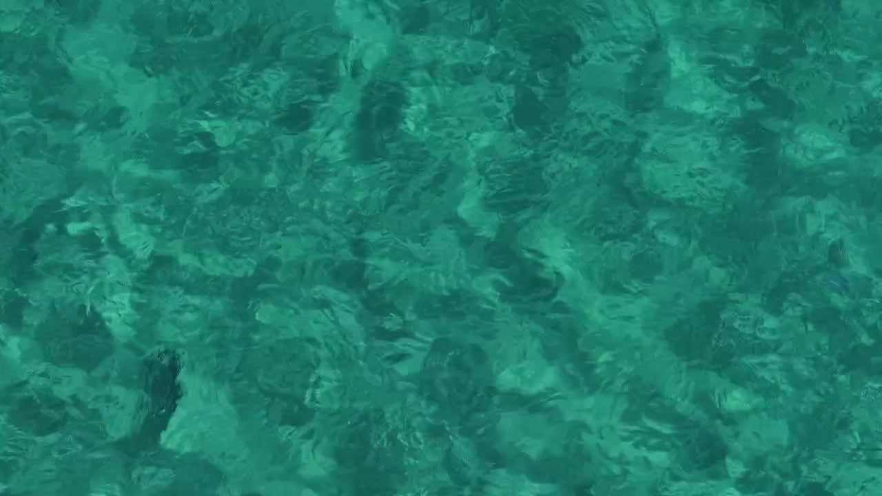 Pesce gallo che nuota in acque chiare e poco profonde a Punta Arena a La Ventana