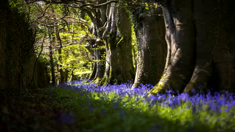 time lapse of bluebells forest during spring time in natural park in ireland