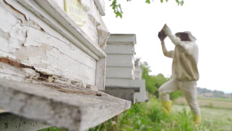 Imker-Sammelt-Honig-Aus-Bienenstöcken.