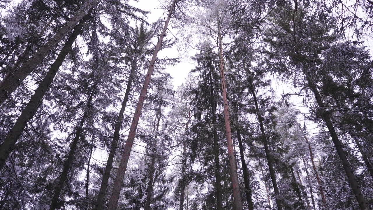Snowy woods-forest in Riga, Latvia. Camera starts on the snowy ground and tilts up to tall trees with some snow trickling down. 4K UHD.
