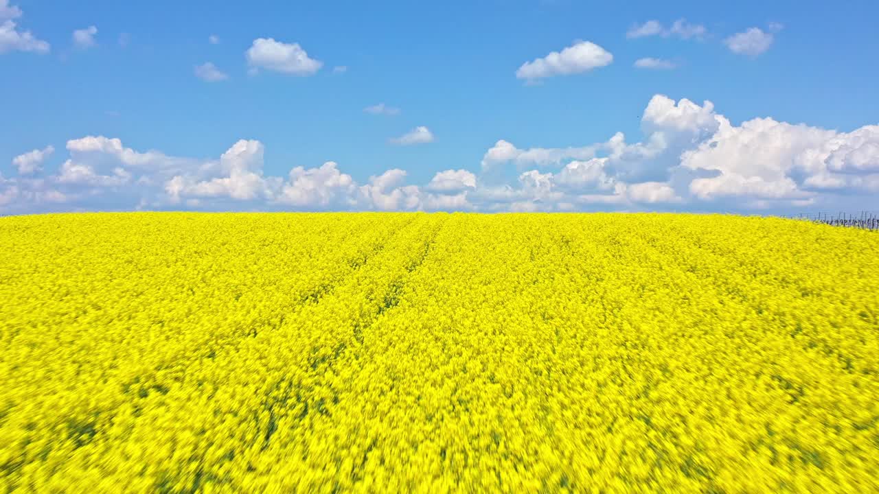 vuelo sobre florecientes campos de canola oleaginosa contra el cielo azul